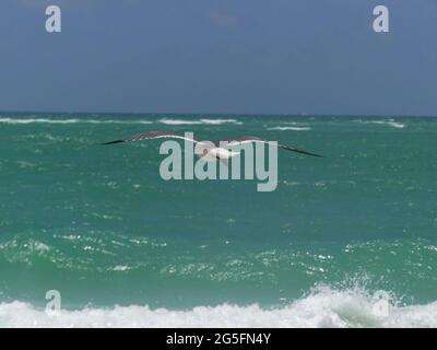 22 giugno 2021, SARASOTA, FLORIDA, Stati Uniti: Isola della lattina della birra, chiave di Longboat. (Immagine di credito: © John Marshall Mantel/ZUMA Wire) Foto Stock