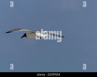 22 giugno 2021, SARASOTA, FLORIDA, Stati Uniti: Isola della lattina della birra, chiave di Longboat. (Immagine di credito: © John Marshall Mantel/ZUMA Wire) Foto Stock