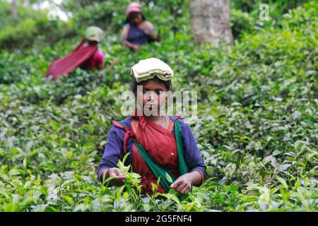 Moulvibazar, Bangladesh - 19 giugno 2021: Le lavoratrici prelevano le foglie di tè da un giardino di tè a Srimangal a Moulvibazar. Srimalgal è chiamato il tè capi Foto Stock