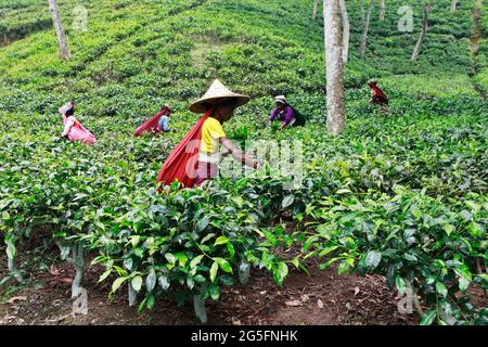 Moulvibazar, Bangladesh - 19 giugno 2021: Le lavoratrici prelevano le foglie di tè da un giardino di tè a Srimangal a Moulvibazar. Srimalgal è chiamato il tè capi Foto Stock