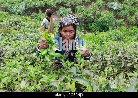 Moulvibazar, Bangladesh - 19 giugno 2021: Le lavoratrici prelevano le foglie di tè da un giardino di tè a Srimangal a Moulvibazar. Srimalgal è chiamato il tè capi Foto Stock