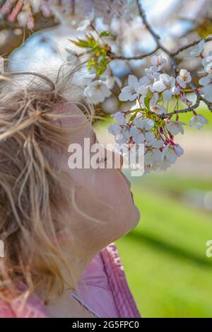 Fioritura dei ciliegi. La ragazza gode del profumo dei fiori di ciliegio giapponesi. Fioritura dei ciliegi in giappone in primavera Foto Stock