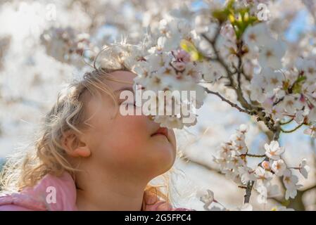 Fioritura dei ciliegi. La ragazza gode del profumo dei fiori giapponesi sakura. Fioritura dei ciliegi in giappone in primavera Foto Stock