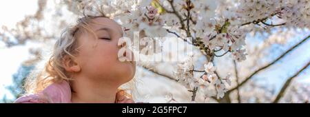 Fioritura dei ciliegi. La ragazza gode del profumo dei fiori di ciliegio giapponesi. Fioritura dei ciliegi in giappone in primavera Foto Stock