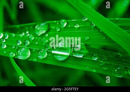 Gocce d'acqua sulle lame dell'erba verde. Macro di pioggia o gocce di rugiada. Concetto di acqua pulita e fresca. Foto Stock