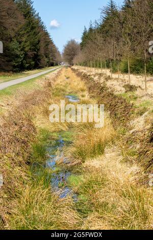Fosso naturale con varietà di piante e muschio Foto Stock