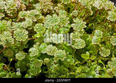 Marchantia polimorfa, pianta maschile, liverwort Foto Stock