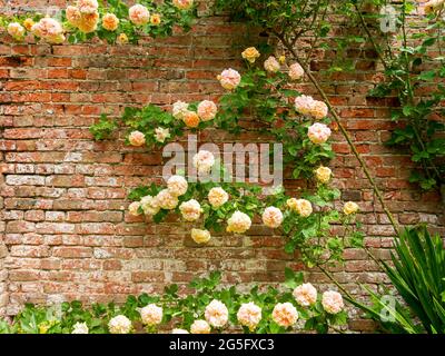 Belle rose rampicanti fiorite in un giardino murato Foto Stock