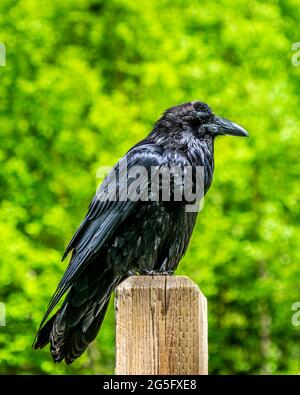 Shiny Black Raven è seduto su un posto nel Mount Robson Provincial Park, British Columbia, Canada Foto Stock