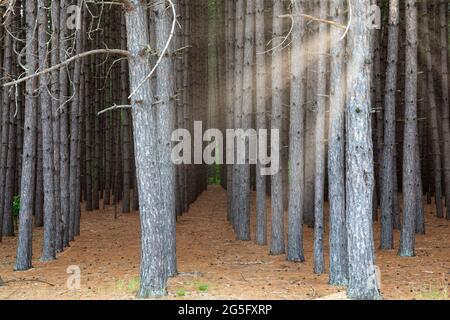 Evergreen Tree Trunks con raggi solari che filtrano attraverso, Ontario, Canada Foto Stock