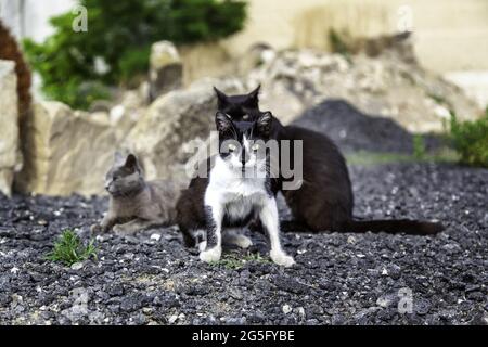 Mandria di gatti randagi che mangiano per strada, animali abbandonati, peste Foto Stock