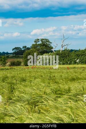 Campo di grano di Cotswold con papaveri in estate Foto Stock