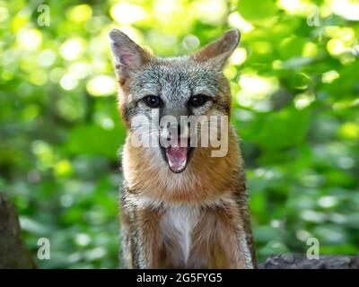 Giovane femmina selvaggio Red Fox dando una corteccia di avvertimento in una foresta Foto Stock