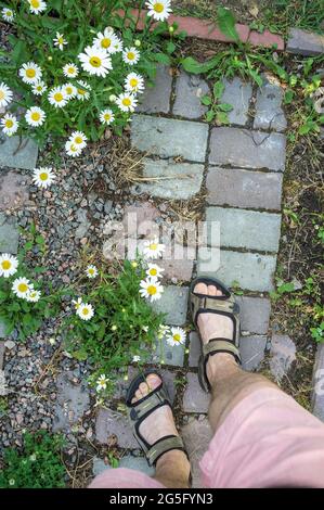 I piedi maschi in sandali si trovano su un sentiero in pietra in bellissimi fiori, in un giardino, in un cortile del villaggio, in una giornata estiva. Vista dall'alto. Foto Stock