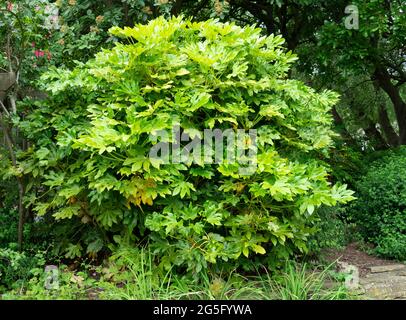 Fatsia japonica (Fatsi) o giapponese Aralia japonica cresciuto molto grande in un parco pubblico in Inghilterra Foto Stock