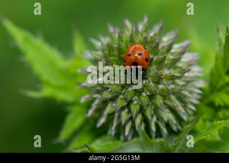 Primo piano di ladybird sul thistle del globo ruteniano, conosciuto anche come Echinops Bannaticus, nello storico giardino murato dell'Eastcote House Gardens, Londra UK Foto Stock