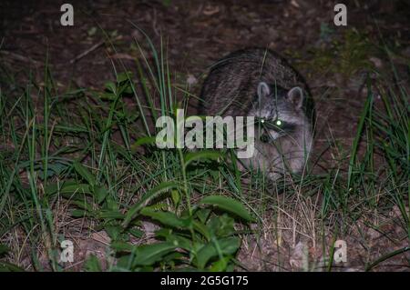 Raccoon, raccoon femminile. Foto notturna di una madre in cerca di cibo. I giovani animali si nascondono nelle vicinanze Foto Stock