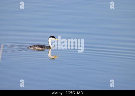 Primo piano della bella Clark's green swimming al Nevada Foto Stock