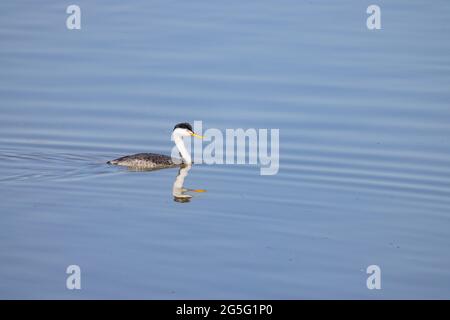 Primo piano della bella Clark's green swimming al Nevada Foto Stock