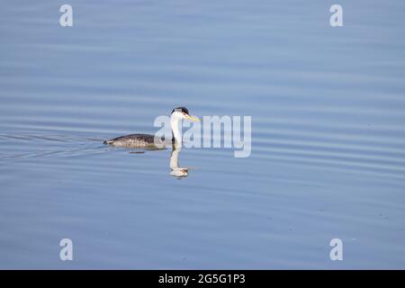 Primo piano della bella Clark's green swimming al Nevada Foto Stock