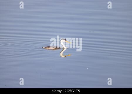 Primo piano della bella Clark's green swimming al Nevada Foto Stock