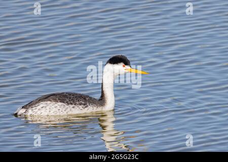 Primo piano della bella Clark's green swimming al Nevada Foto Stock