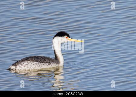 Primo piano della bella Clark's green swimming al Nevada Foto Stock