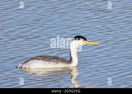 Primo piano della bella Clark's green swimming al Nevada Foto Stock