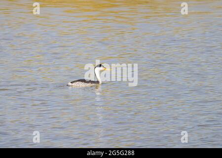 Primo piano della bella Clark's green swimming al Nevada Foto Stock