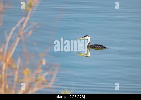 Primo piano della bella Clark's green swimming al Nevada Foto Stock