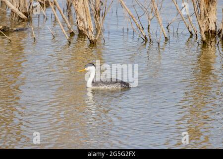 Primo piano della bella Clark's green swimming al Nevada Foto Stock