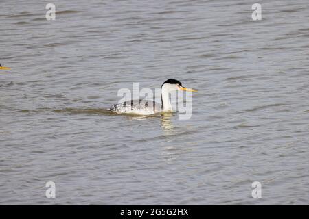 Primo piano della bella Clark's green swimming al Nevada Foto Stock