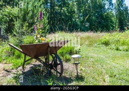 Vecchia carriola arrugginita con ruota in metallo. Trasformata in letto di fiori Foto Stock