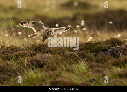Gufo corto (Asio flammeus) con recentemente catturato, Uist del Nord, Ebridi esterne, Scozia Foto Stock