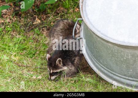 Giovane raccoon che invecchia in un giardino di assegnazione. La madre lasciò i giovani animali da sola per un breve periodo di tempo Foto Stock