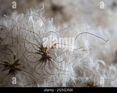 una panoramica completa dei dettagli macro della clemetis delicata ed elegante semi di testa di semina con palla a balsamo con coda di trapani che ondeggiano il dorso arricciante Foto Stock