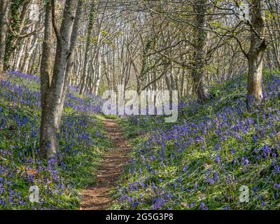 Una pista sentiero sentiero sentiero prova running arrampicata su attraverso boschi di bluebell inglese bosco bosco bosco soleggiato crepato luce Foto Stock