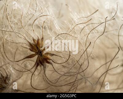 una panoramica completa dei dettagli macro dell'elegante e delicata clemetis con soffici semi di testa di semina con testa di semina con coda di tendine che ondola il bac arricciante Foto Stock