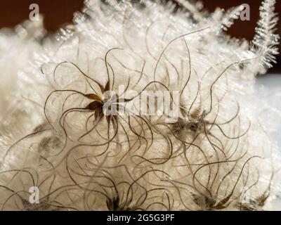 una panoramica completa dei dettagli macro dell'elegante e delicata clemetis con soffici semi di testa di semina con testa di semina con coda di tendine che ondola il bac arricciante Foto Stock