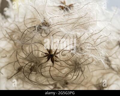 una panoramica completa dei dettagli macro dell'elegante e delicata clemetis con soffici semi di testa di semina con testa di semina con coda di tendine che ondola il bac arricciante Foto Stock