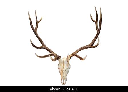 Bel cranio di Analope e antlers isolato contro il bianco. Foto Stock