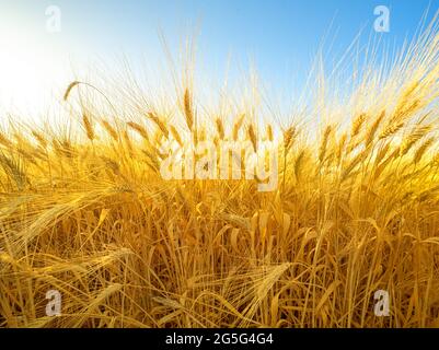 Orecchie di grano mature con lunghe barba fuzzy che crescono in un campo Foto Stock