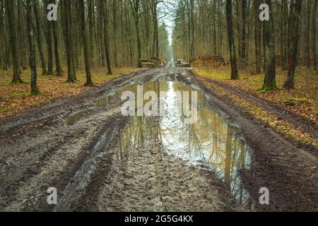 Grande puddle sulla strada fangosa nella foresta Foto Stock