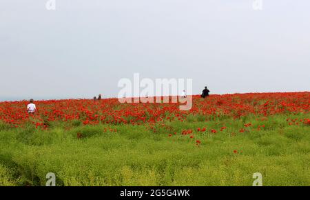 Spettacolare esposizione di papavero-campo con i membri del pubblico godendo la visualizzazione. Foto Stock