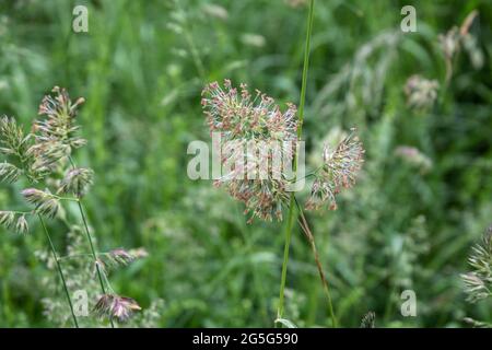 primo piano della panicola fiore di un frutteto erba in un prato in primavera Foto Stock