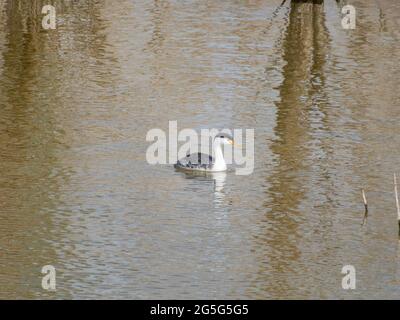 Primo piano della bella Clark's green swimming al Nevada Foto Stock