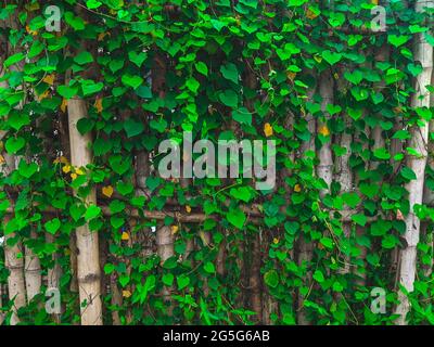Un closeup di comuni viti di edera aggrappate alla recinzione Foto Stock