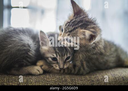 un primo piano di due simpatici gattini abbracciati e baciati sul divano grigio Foto Stock