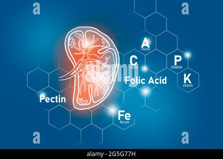 Nutrienti essenziali per la salute della milza compreso pectina, acido folico, vitamina P, Ferrum.Design insieme dei principali organi umani su sfondo blu. Foto Stock