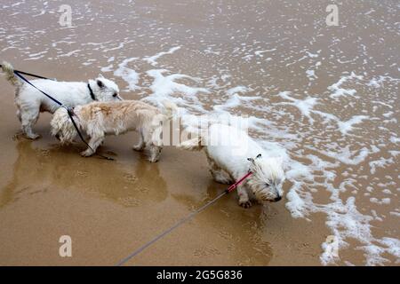 Tre piccoli cani bianchi sui guinzaglio alle acque del bordo della spiaggia in una giornata molto ventosa bagnata Foto Stock